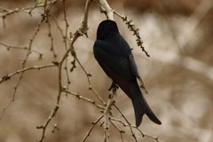 Dicrurus adsimilis fugax