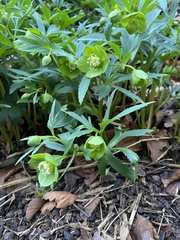 Helleborus viridis