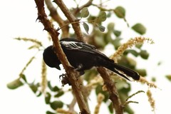 Melaniparus niger ravidus