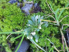 Draba verna