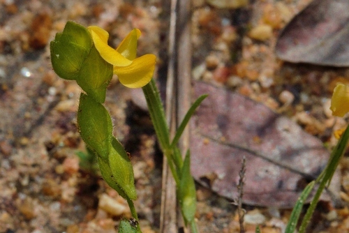 Zornia milneana image