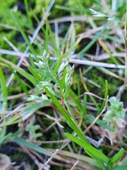 Poa annua