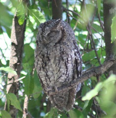 Otus senegalensis
