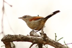 Tchagra australis