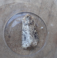 Mythimna languida