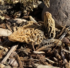 Morchella rufobrunnea