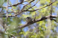Pogoniulus chrysoconus