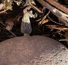 Morchella rufobrunnea