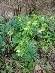 Helleborus