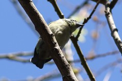 Pogoniulus chrysoconus
