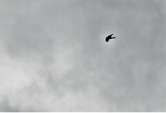 Falco novaeseelandiae