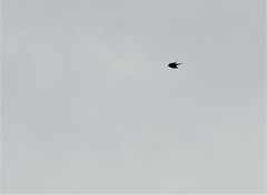 Falco novaeseelandiae