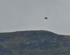 Falco novaeseelandiae