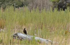 Falco novaeseelandiae