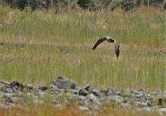 Branta canadensis maxima