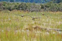 Branta canadensis maxima