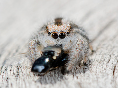 Pseudomogrus validus