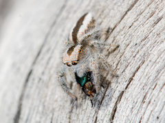 Pseudomogrus validus