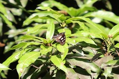 Hypolimnas anthedon wahlbergi