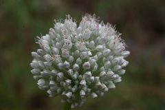 Allium affine