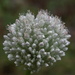 Allium leucanthum - Photo (c) ramazan_murtazaliev, alguns direitos reservados (CC BY-NC), uploaded by ramazan_murtazaliev