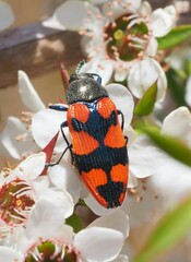 Castiarina delectabilis