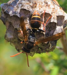Polistes humilis humilis