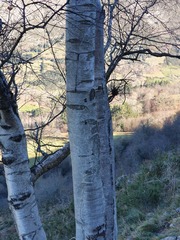 Betula celtiberica
