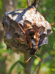 Polistes humilis humilis
