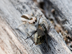 Pseudomogrus validus