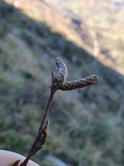 Betula celtiberica