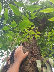 Cinnamomum verum