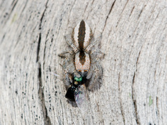 Pseudomogrus validus