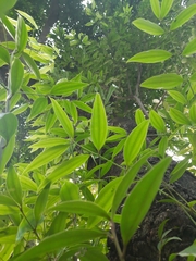 Cinnamomum verum