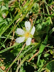 Potentilla montana