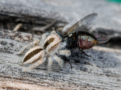 Pseudomogrus validus