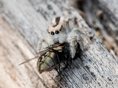 Pseudomogrus validus