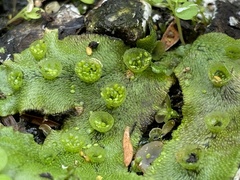 Marchantia