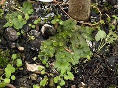 Marchantia