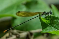 Allocnemis leucosticta