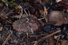 Xylaria carpophila