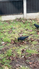 Corvus monedula