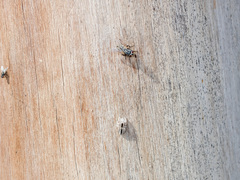 Pseudomogrus validus