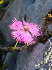 Dianthus hyssopifolius