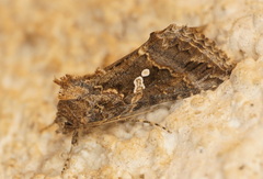 Trichoplusia ni