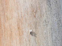 Pseudomogrus validus