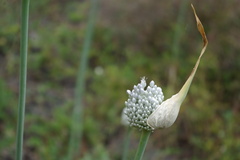 Allium affine
