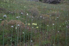 Allium affine