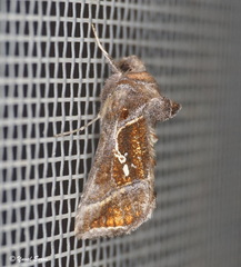 Trichoplusia circumscripta