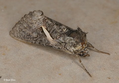Vittaplusia vittata